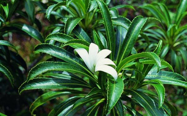 Actes de vandalisme: 5 pieds de Tiare Apetahi détruits au Te Mehani rahi