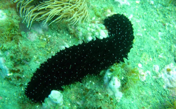 Ecloserie de rori aux Tuamotu: rencontre au CESC