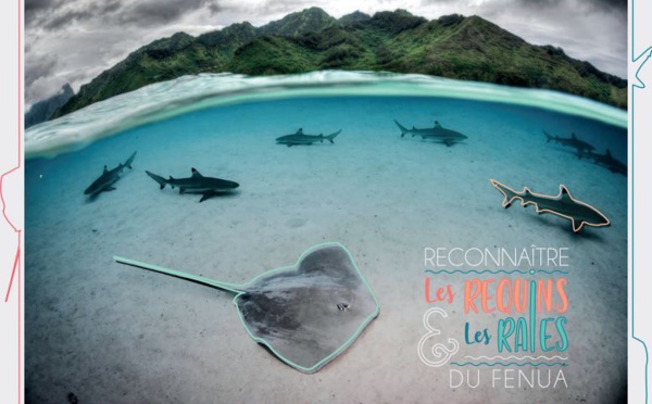 Apprendre à reconnaître les raies et requins