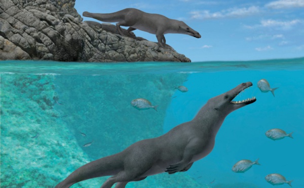 Une baleine à quatre pattes de 42,6 millions d'années découverte au Pérou