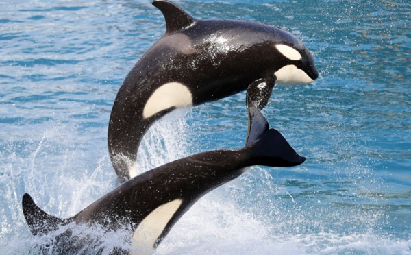 Antibes: le Marineland cible d'une plainte concernant l'un de ses orques