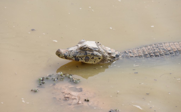 Pluies diluviennes à Rio : des caïmans s'échappent dans une favela