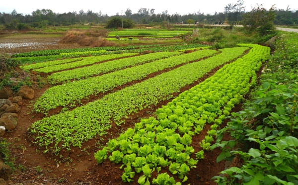 Comme sous Mao, la Chine veut envoyer les jeunes à la campagne
