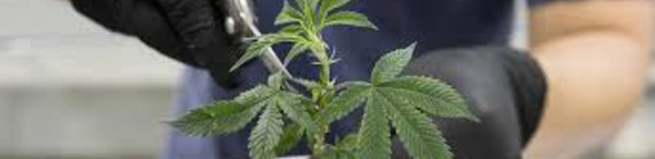 Près de la moitié des Français favorables à une légalisation du cannabis (enquête)