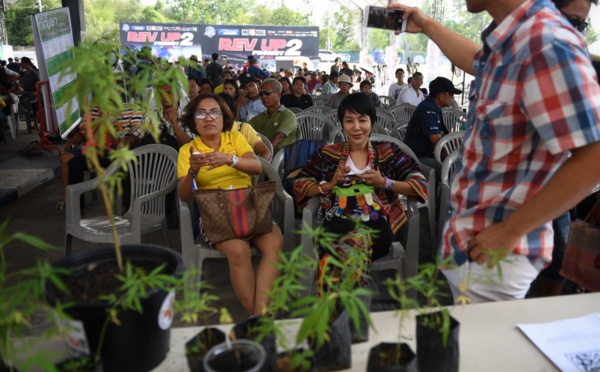 En Thaïlande, première fête du cannabis après la légalisation à usage médical