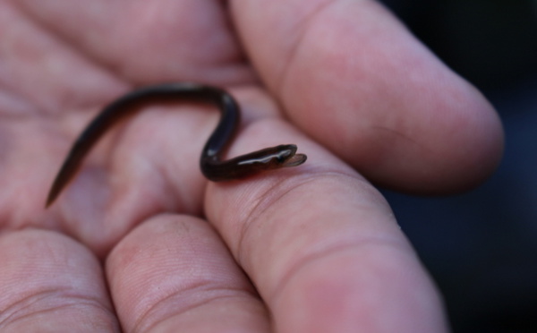 Les poissons, ces grands voyageurs