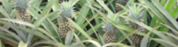 L’importation de concentré d’ananas autorisée au fenua