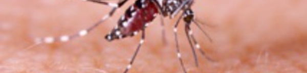 Dengue de type 2 : une cellule de coordination mise en place
