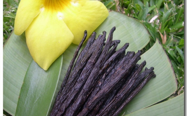 Le gouvernement de Polynésie française dément tout projet de commerce de vanille avec les îles Cook