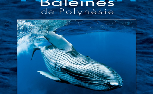 TOHORA: Une plongée dans le monde merveilleux des baleines