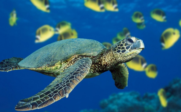Renforcement des mesures de protection de la tortue marine