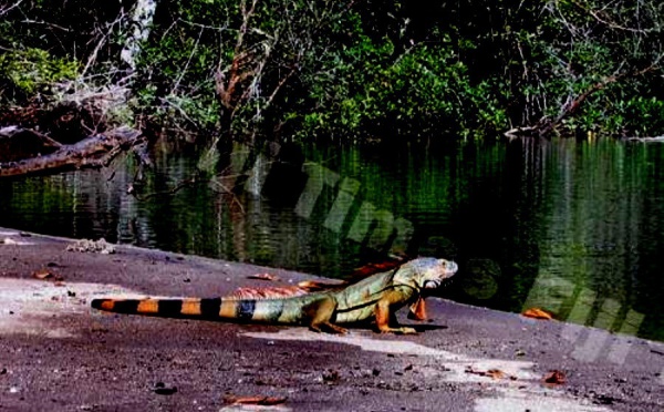 L’iguane américain s’invite à Fidji