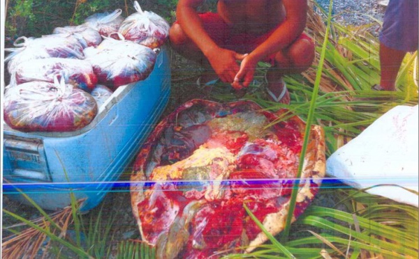 Saisie douanière: 200 kg de viande de tortue à Bora Bora
