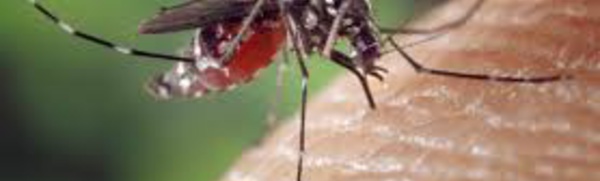 Dengue 2 : cinq nouveaux cas