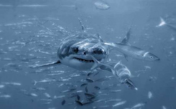 Australie: alerte au requin blanc après une 3e attaque mortelle