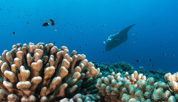 La Polynésie française à l'honneur à l'Aquarium de Paris
