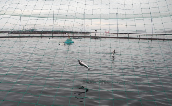 Norvège: une algue toxique décime les saumons d'élevage