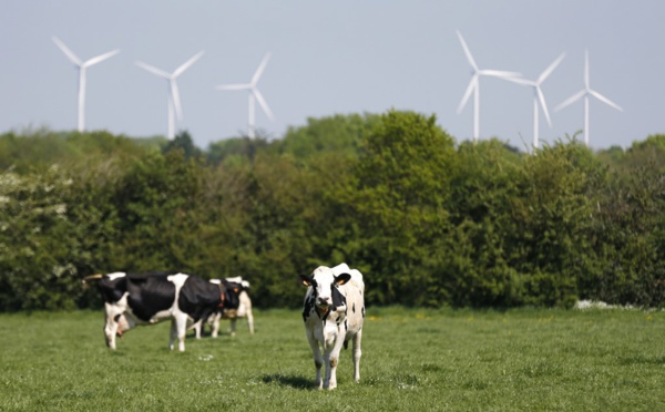 Mystère autour d'éoliennes accusées de tuer des vaches