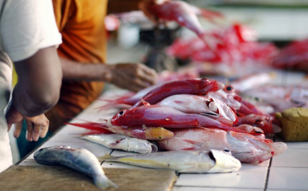 Antilles: Un arrêté limite le chlordécone dans toutes les viandes et poissons