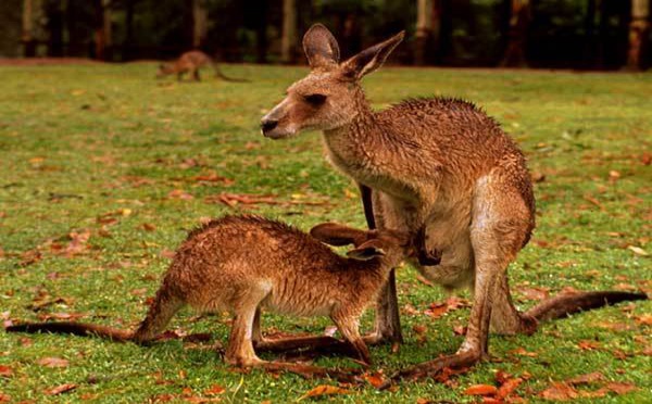 Intempéries en Australie, les kangourous prolifèrent