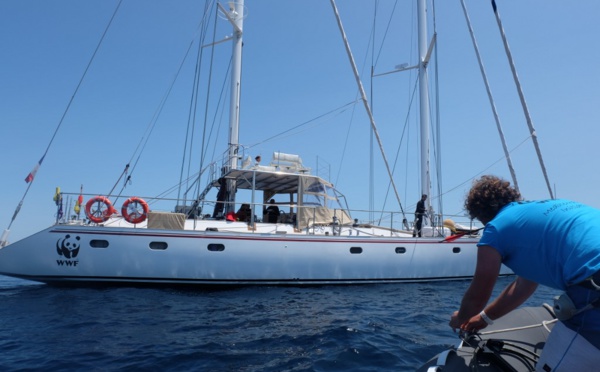 Du plastique partout, jusque dans le corps des baleines