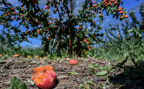 Récoltes "foutues" et état de catastrophe naturelle après les orages de grêle dans la Drôme