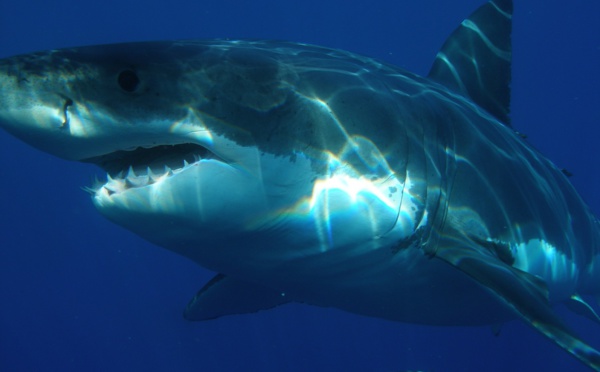 Troisième attaque de requin en Caroline du Nord en juin