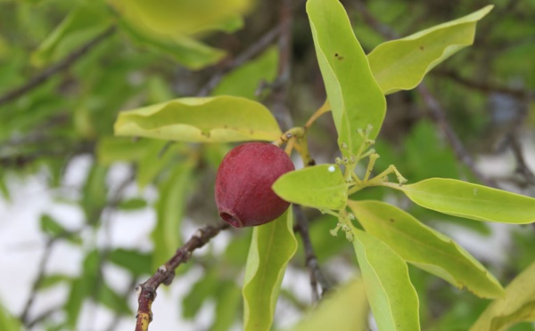 ​Raivavae, l’île aux santals
