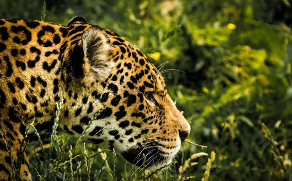 Un braconnier accusé d'avoir tué plus de mille jaguars au Brésil