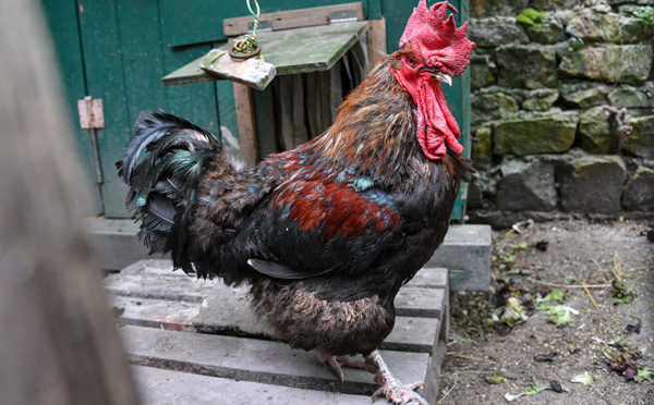 Procès du coq Maurice, "nuisance sonore" ou symbole de la ruralité ?
