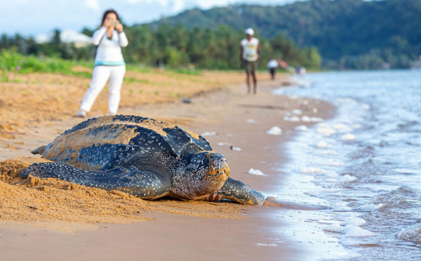 En Guyane, la tortue luth se fait de plus en plus rare