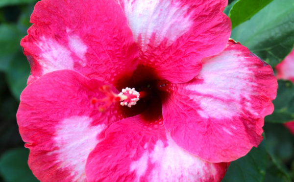 Carnet de voyage - Raivavae, l’île aux hibiscus XXL