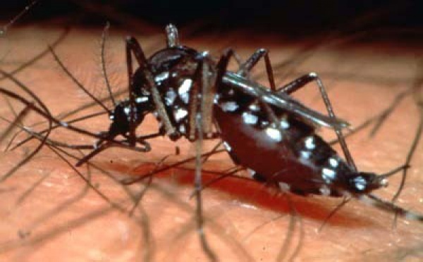 L’OMS redoute une épidémie de dengue type 2 dans le Pacifique