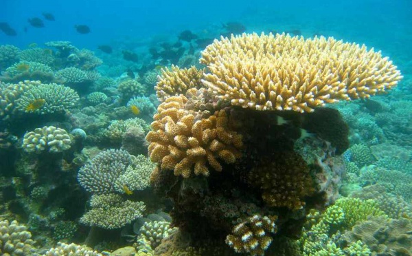 Une étude sur les coraux des Gambier pour déterminer le niveau de retombées radioactives