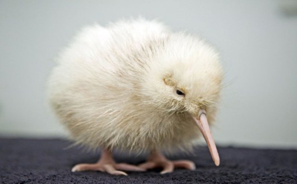 Nouvelle-Zélande : nouvelle naissance d'un kiwi blanc, espèce rare et sacrée