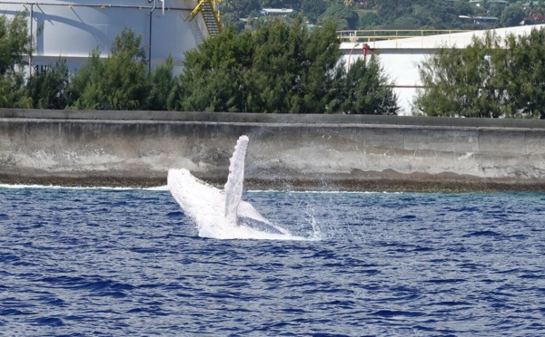 Une baleine blanche à Papeete