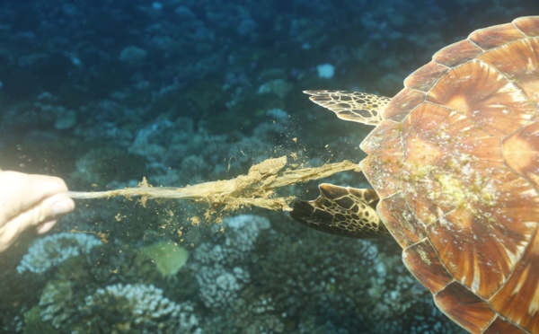 Pollution marine : l'indigestion