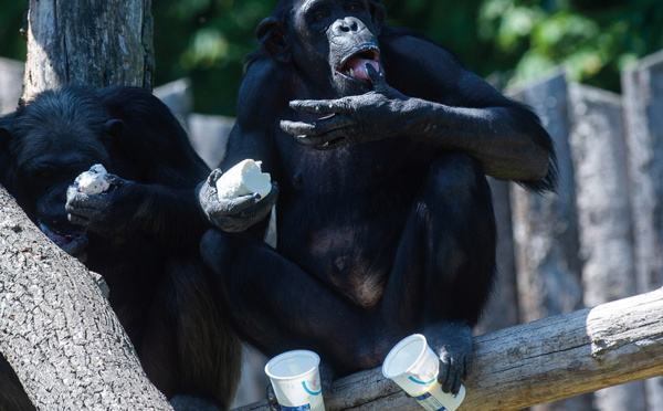 Loire: un soigneur de zoo gravement blessé par un chimpanzé