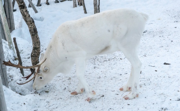 Arctique: 200 rennes retrouvés morts de faim, le changement climatique pointé du doigt