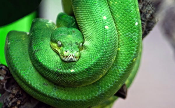 A Antibes, saisie dans un appartement de serpents "parmi les plus venimeux au monde"