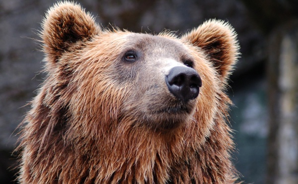 Ariège: une centaine de maires à Toulouse pour exiger le retrait de l'ours