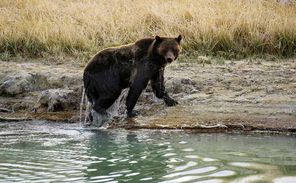Un Franco-canadien tué par un grizzly dans le Grand Nord canadien