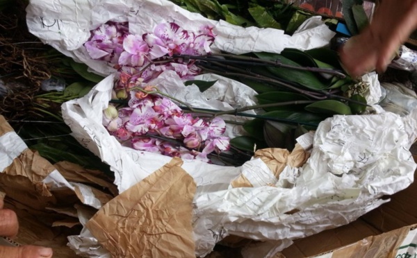 Plantes prohibées : sursis requis contre Jean-Claude Tang en appel