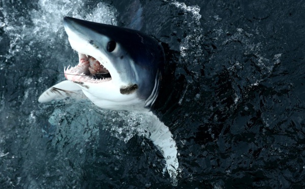 La protection des espèces marines monte en puissance