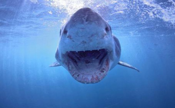Deux attaques de requins en deux jours sur les côtes australiennes
