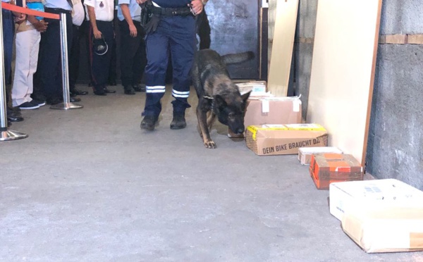 Des chiens formés pour détecter l’ice