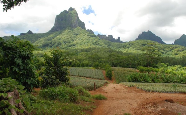 Le projet du lycée de Moorea de nouveau sur les rails