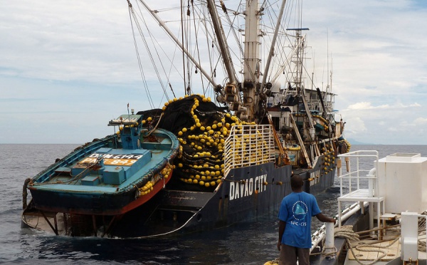 Pas de trêve pour le thon obèse dans le Pacifique occidental