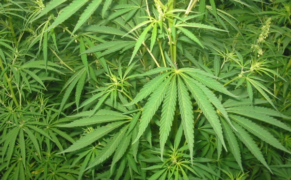 Le cannabis, omniprésent en Polynésie