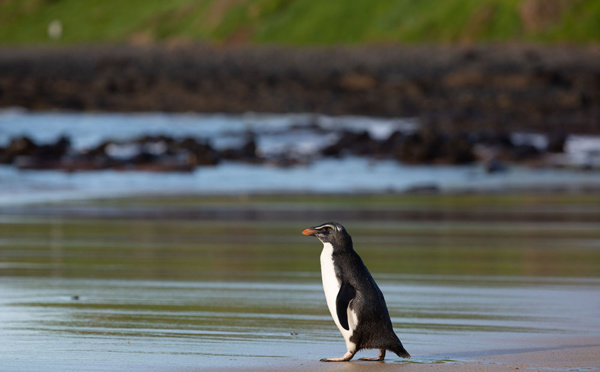 Australie: un manchot reprend la mer, remis en forme après un voyage épuisant